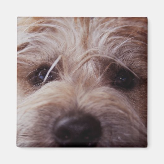 子犬顔クローズアップ磁石 マグネット (正面)