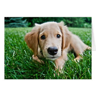 子犬