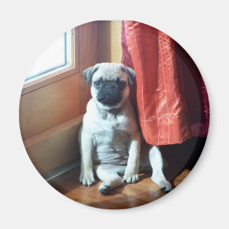 子犬007 マグネット