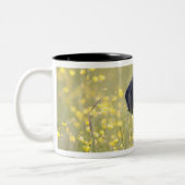 子犬16か月2 ツートーンマグカップ (左)