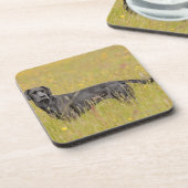 子犬16か月 コースター (左側)