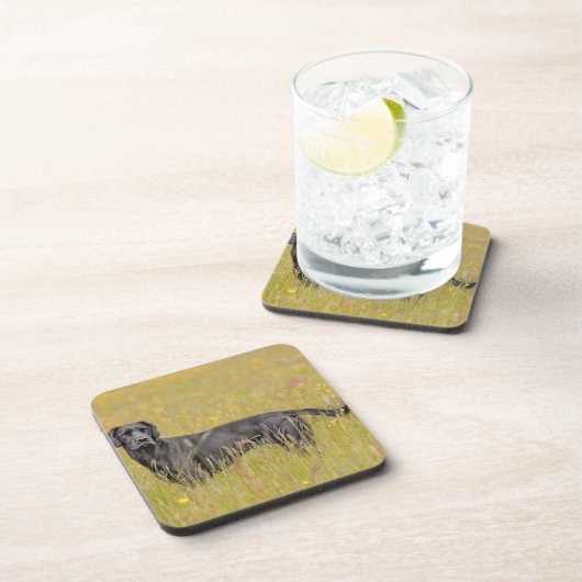 子犬16か月 コースター (右側)