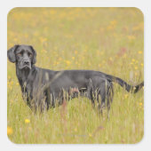 子犬16か月 スクエアシール (正面)