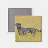 子犬16か月 マグネット (正面/裏面)