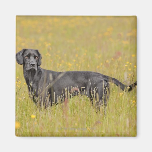 子犬16か月 マグネット (正面)