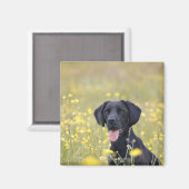 子犬16ヶ月2 マグネット (正面/裏面)