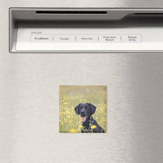 子犬16ヶ月2 マグネット (インサイチュ (食洗機))