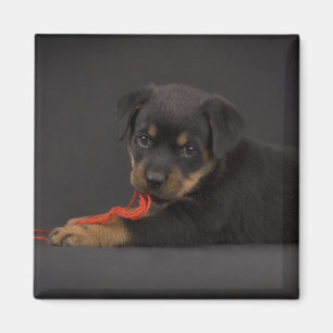 子犬5を遊ぶこと マグネット