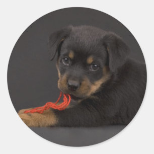 子犬5を遊ぶこと ラウンドシール