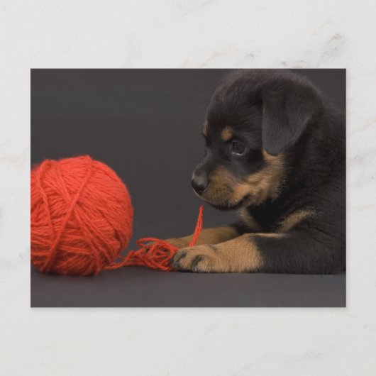 子犬6を遊ぶこと ポストカード (正面)