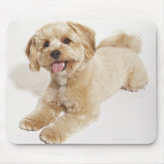 子犬(カニスファミリアリ) 2 マウスパッド (正面)