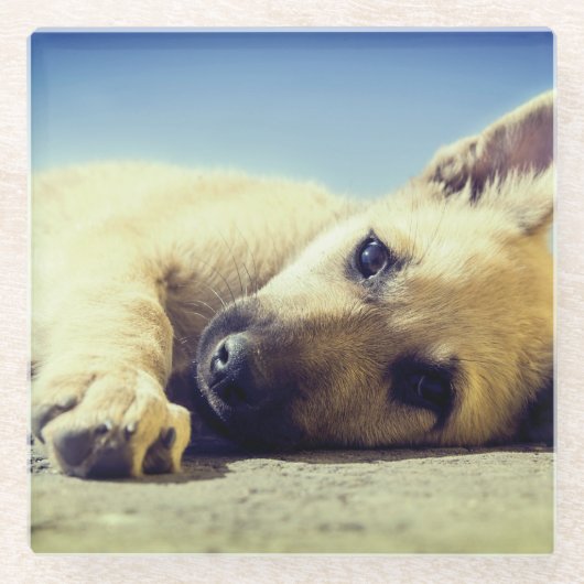 子犬 ガラスコースター (正面)