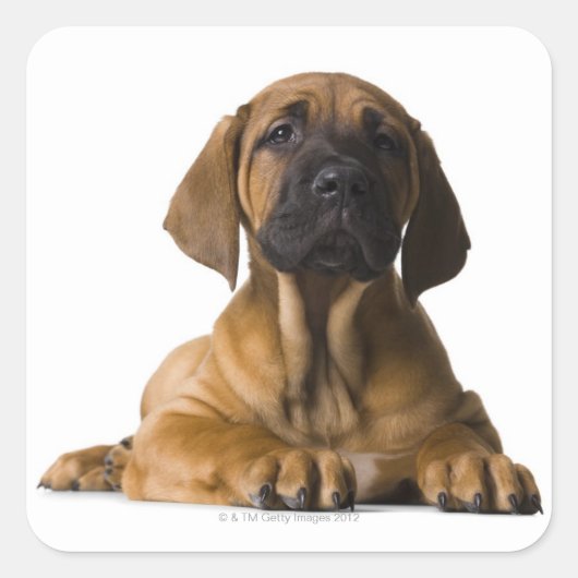 子犬 スクエアシール (正面)