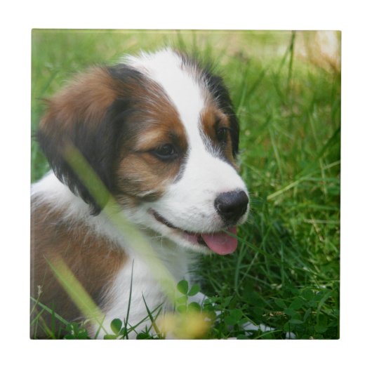 子犬 タイル (正面)