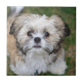 子犬 タイル (正面)