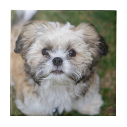 子犬 タイル (正面)