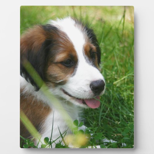 子犬 フォトプラーク (正面)