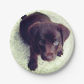 子犬 ペーパープレート (正面)