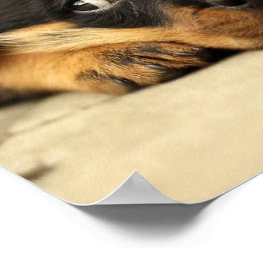 子犬 ポスター (角)