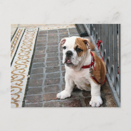 子犬 ポストカード (正面)