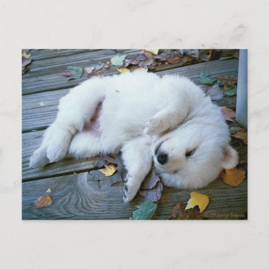 子犬 ポストカード (正面)