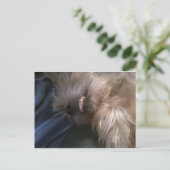 子犬 ポストカード (スタンド正面)