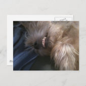 子犬 ポストカード (正面/裏面)