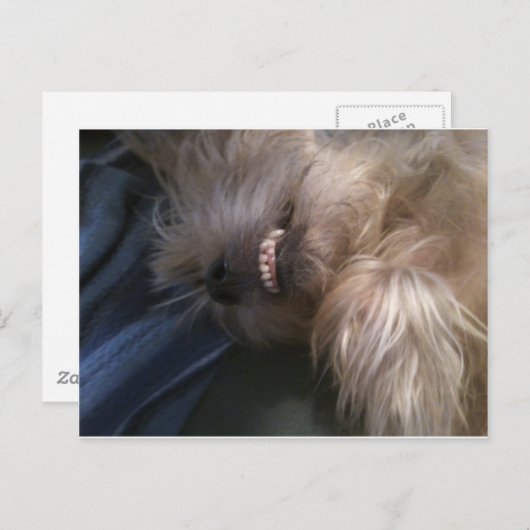 子犬 ポストカード (正面/裏面)