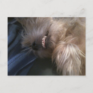 子犬 ポストカード