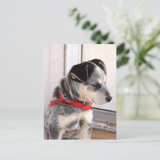 子犬 ポストカード (スタンド正面)