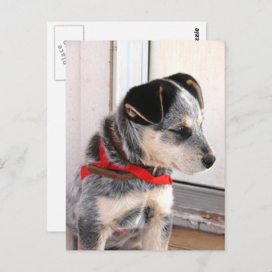 子犬 ポストカード (正面/裏面)