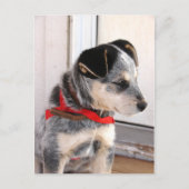 子犬 ポストカード (正面)