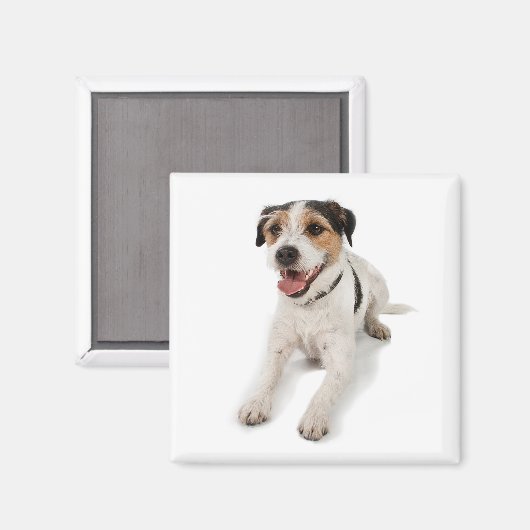 子犬 マグネット (正面/裏面)