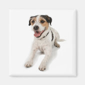 子犬 マグネット (正面)