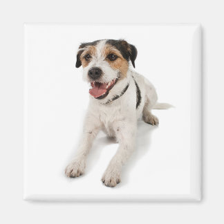 子犬 マグネット