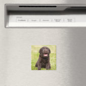 子犬 マグネット (インサイチュ (食洗機))