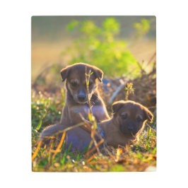 子犬 メタルプリント