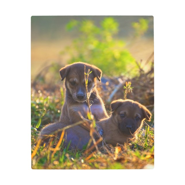 子犬 メタルプリント (正面)