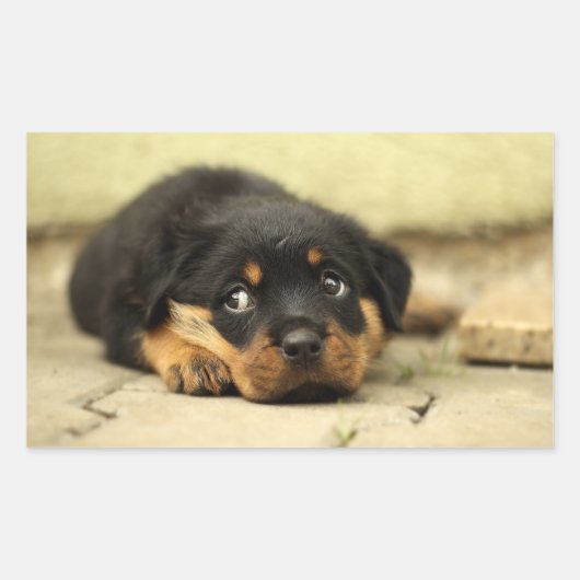 子犬 長方形シール (正面)
