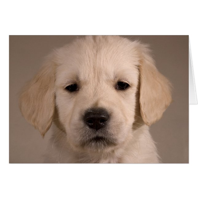 子犬。 cARTerARTによるカード (正面横)