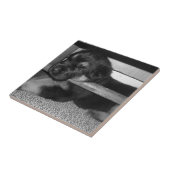 子犬Black&White タイル (側面)