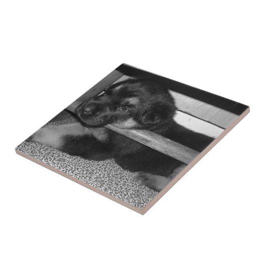 子犬Black&White タイル (側面)