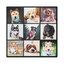 子犬Instagram写真