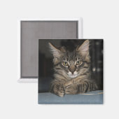 子猫おもしろいの「本当に?」 マグネット (正面/裏面)