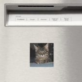 子猫おもしろいの「本当に?」 マグネット (インサイチュ (食洗機))