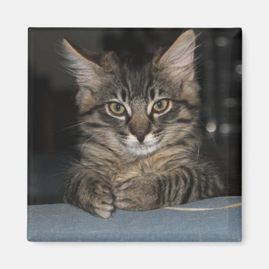 子猫おもしろいの「本当に?」 マグネット (正面)