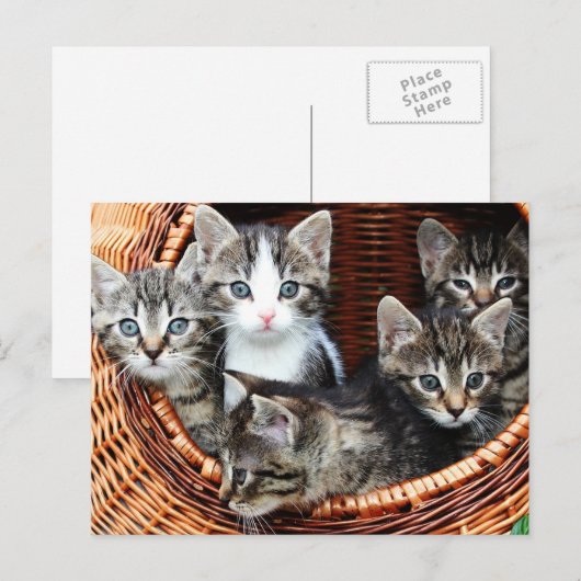 子猫かご ポストカード (正面/裏面)