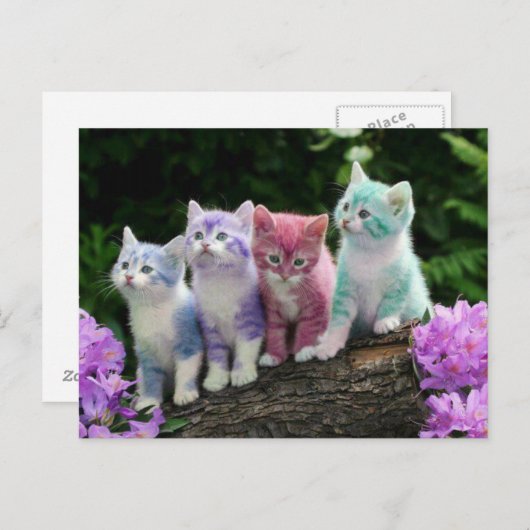 子猫がクルールと出会う ポストカード (正面/裏面)