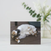 子猫がデッキで巻いた ポストカード (スタンド正面)