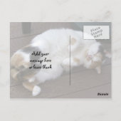 子猫がデッキで巻いた ポストカード (裏面)